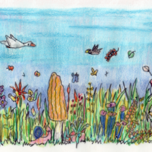 Eine Wiese mit vielen Pilzen, einer Maus und darüber fliegenden Vögeln und Schmetterlingen.