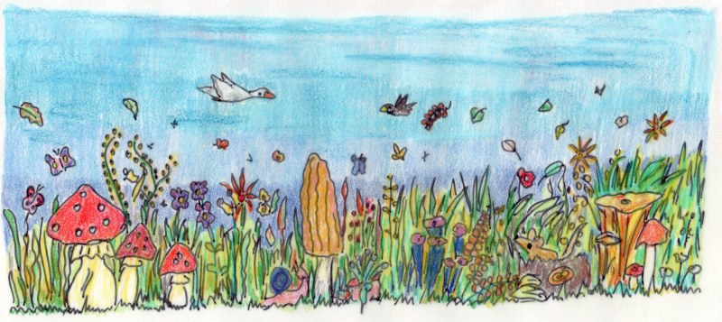 Eine Wiese mit vielen Pilzen, einer Maus und darüber fliegenden Vögeln und Schmetterlingen.